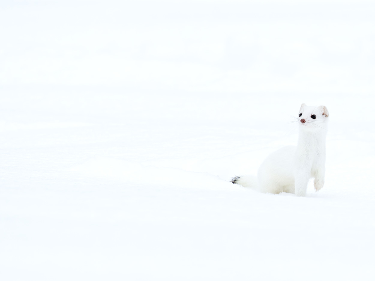 Hermine blanche dans la neige - Photos