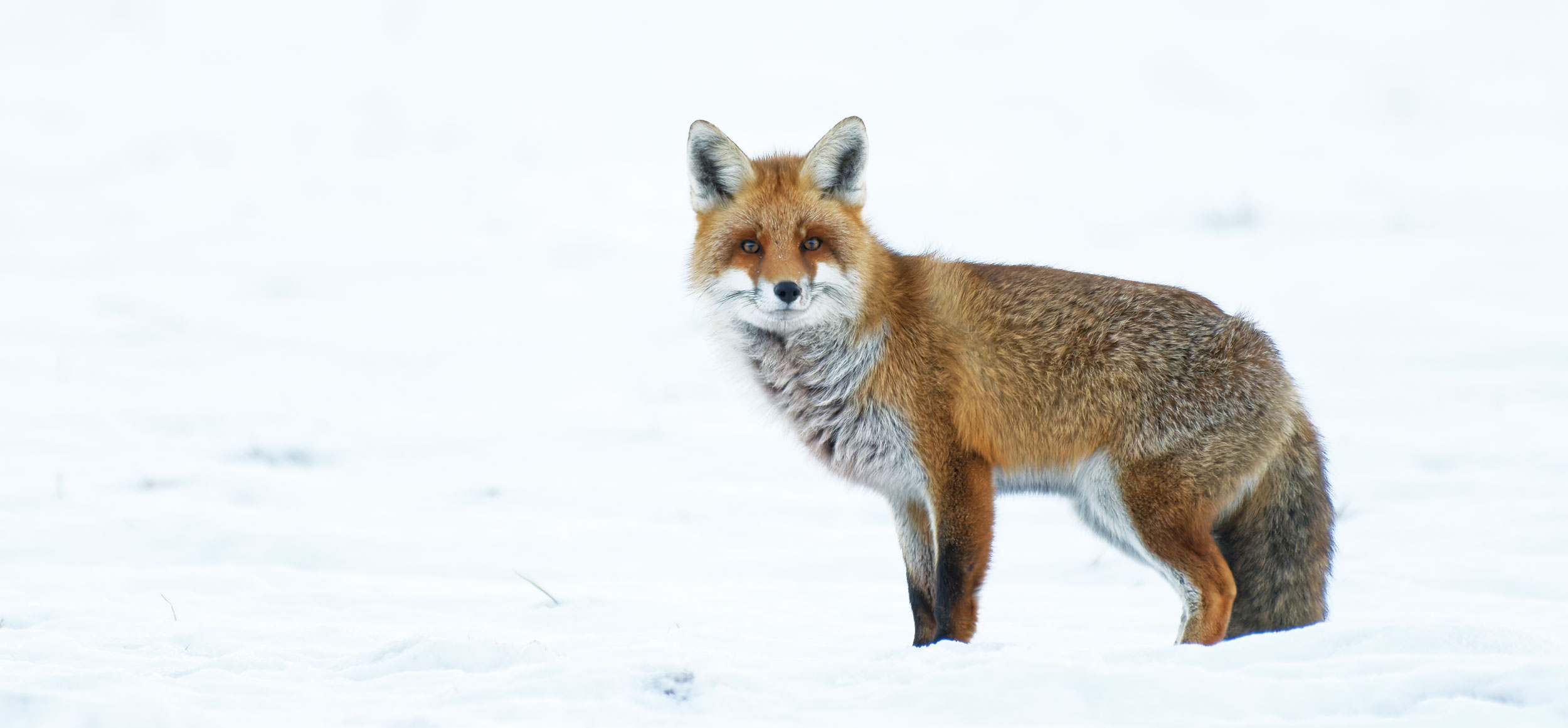 Renard roux dans la neige - photo animalière, Samuel Saulnier