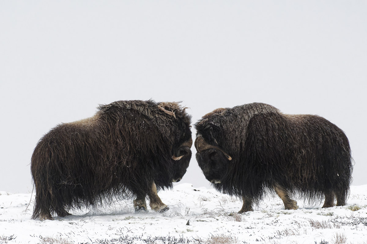 Bœufs musqués combat