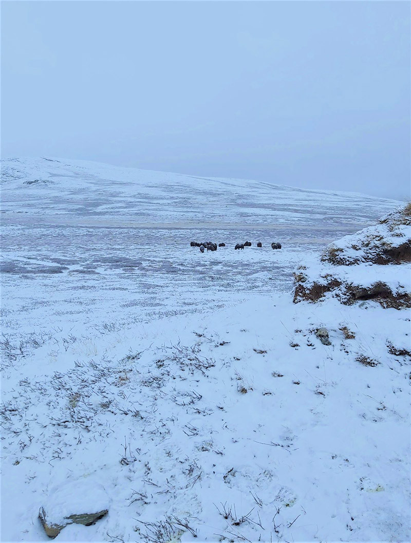 Notes noires : troupeau de bœufs musqués sur un plateau norvégien enneigé