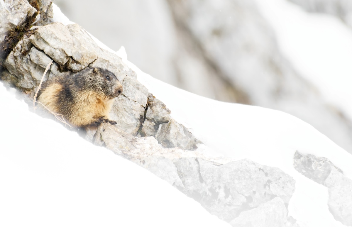 La solitaire des Alpes