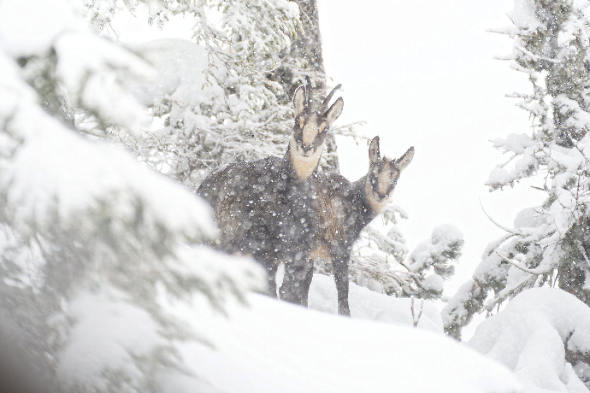 Chamois hivernal