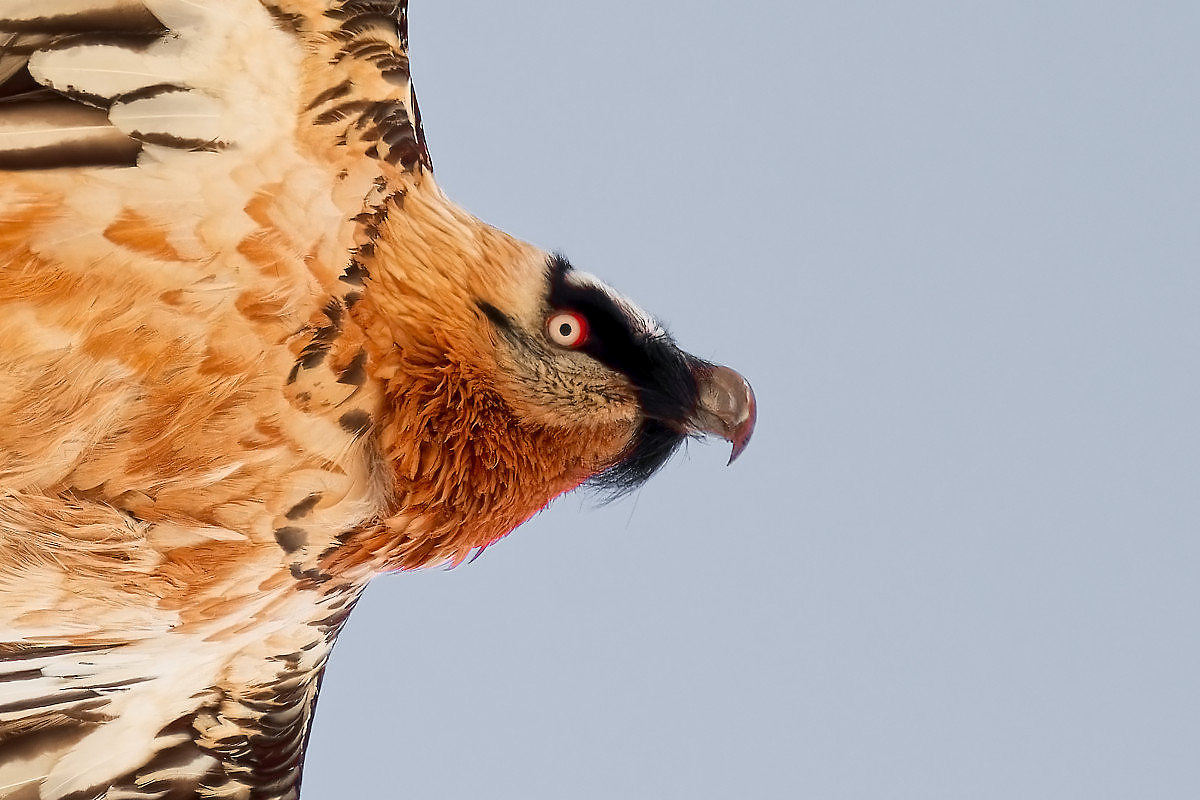 le regard sang du gypaète