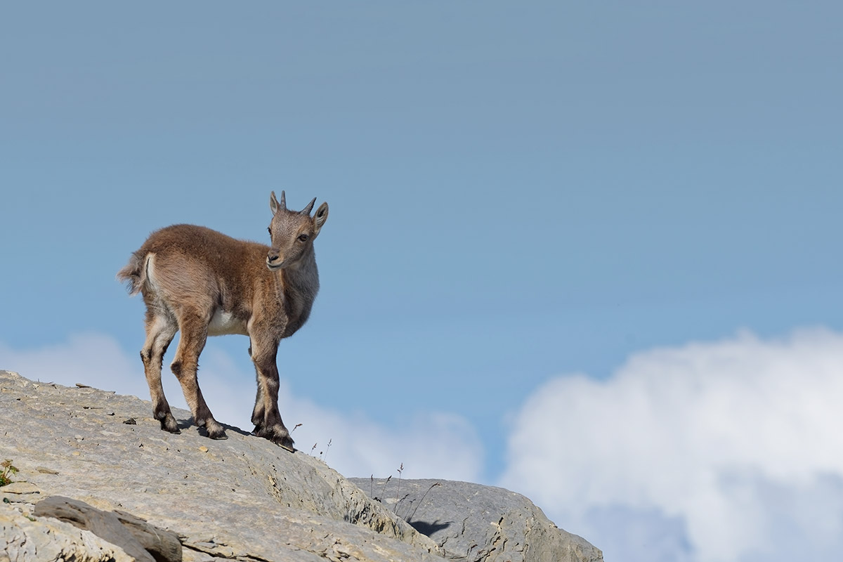 Jeune chamois