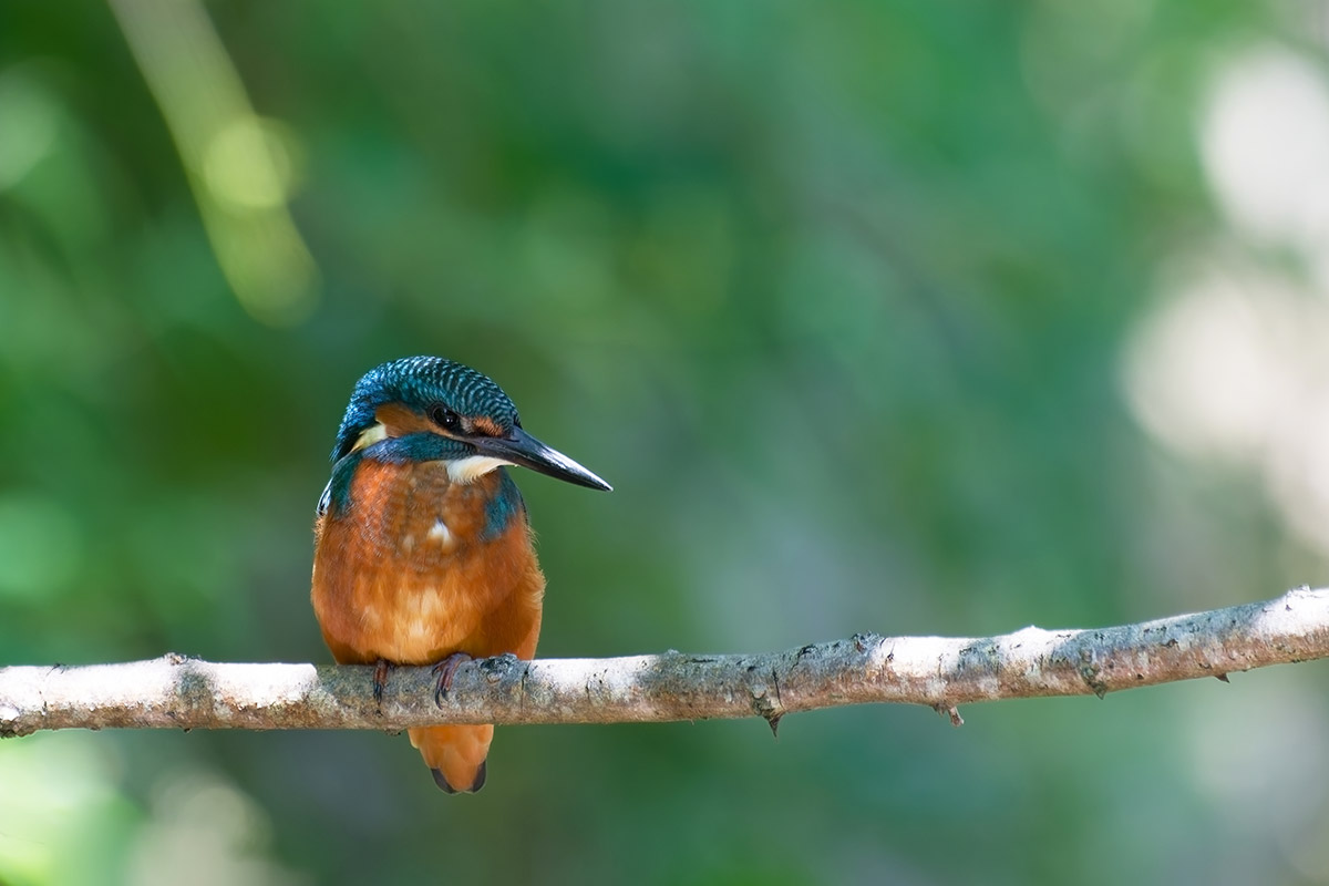 Martin-pêcheur perché