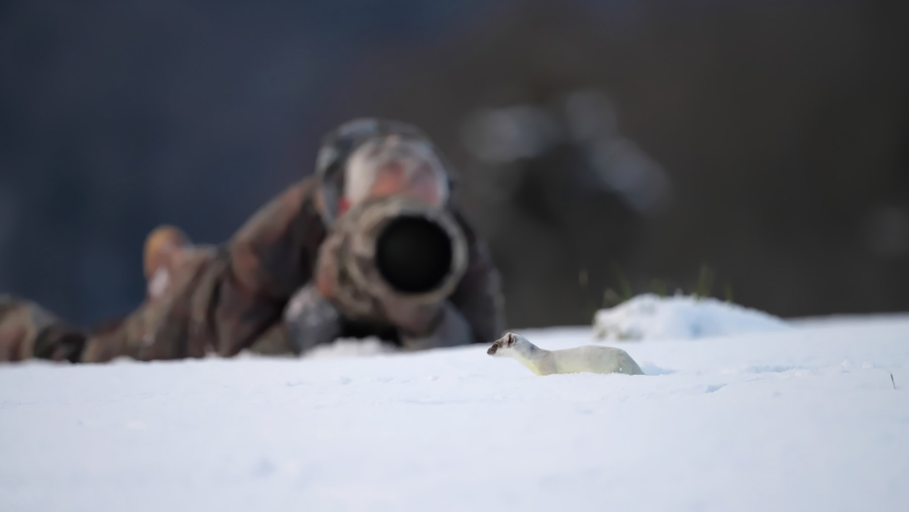 Samuel Saulnier : photographe animalier en Haute-Savoie