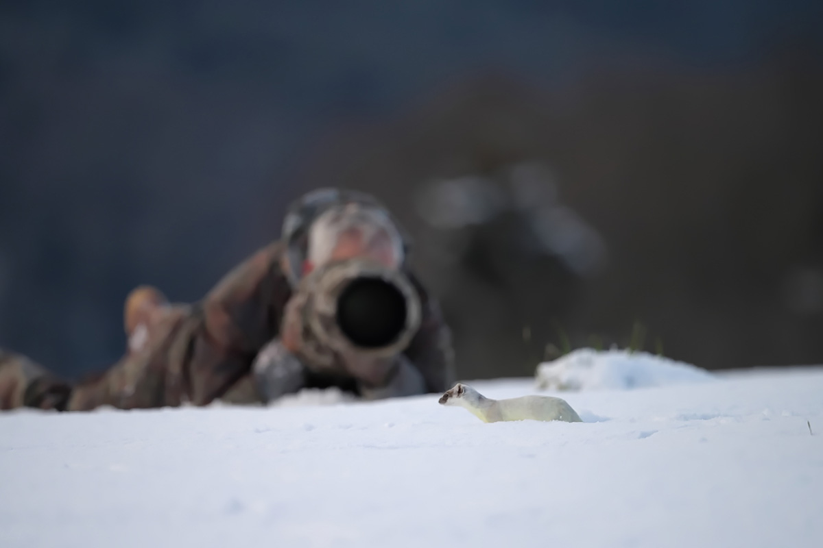 Samuel Saulnier : photographie animalière en Haute-Savoie